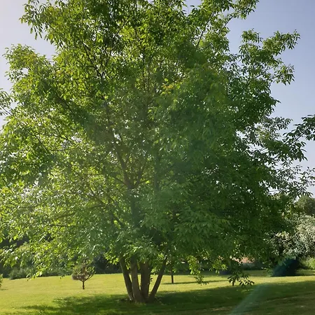 Appartement Im Gruenen Ii